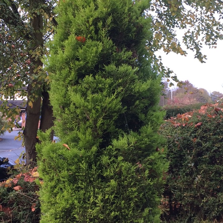 Plant image Thuja occidentalis 'Smaragd'