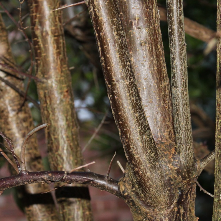 plant image 577201