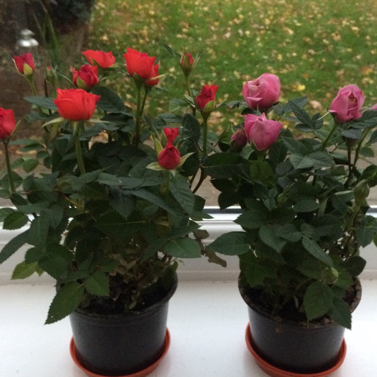 Plant image Rosa (Miniature)