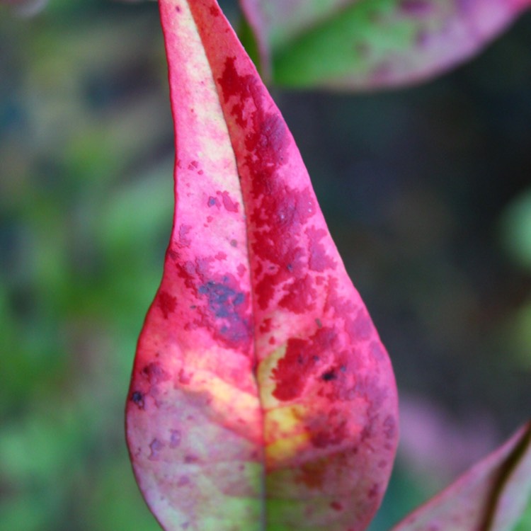 plant image 583250
