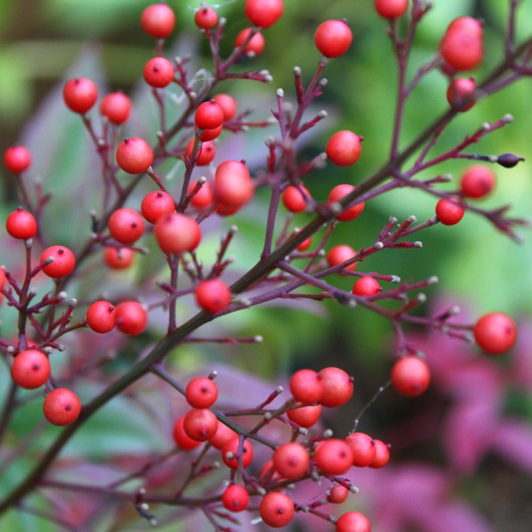 plant image 583251