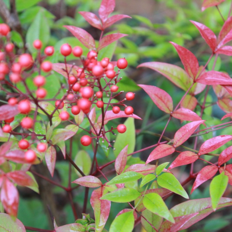Plant image Nandina domestica 'Fire Power'