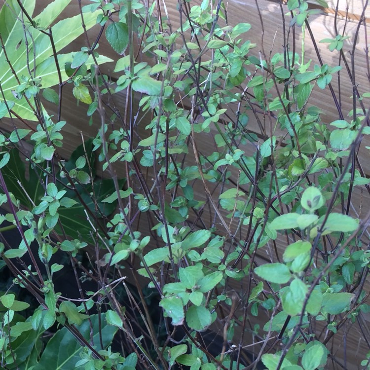plant image 603795