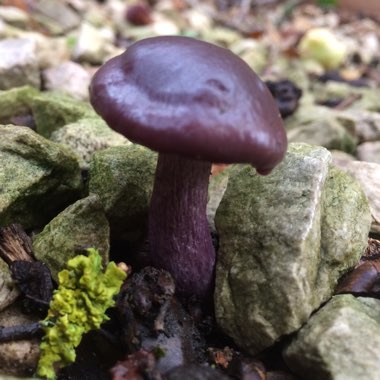 Cortinarius archeri