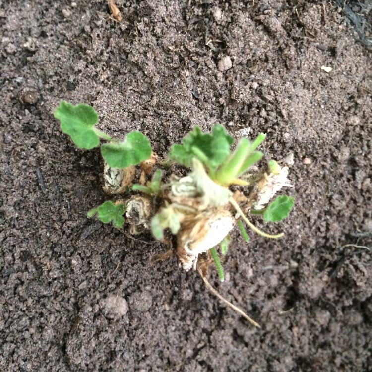 plant image 613730 plant image 613730