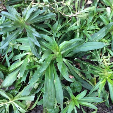 Dianthus barbatus