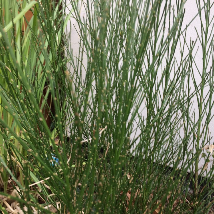 plant image 614252 plant image 614252
