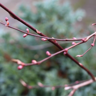 Prunus cerasifera