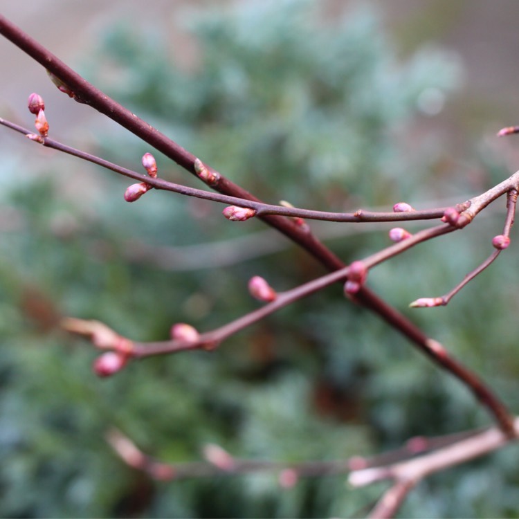 plant image 614975