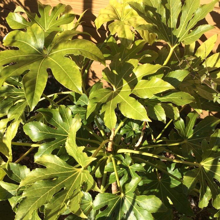 plant image 617438 plant image 617438