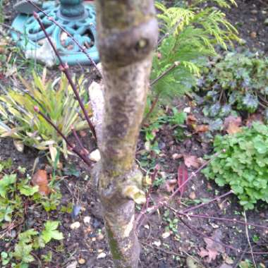 Acer palmatum 'Crimson Queen' (Dissectum Group) syn. Acer palmatum var. dissectum 'Crimson Queen'