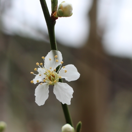 plant image 631929