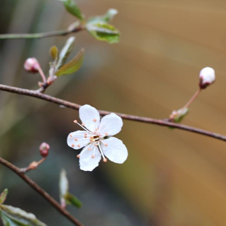 plant image 631932
