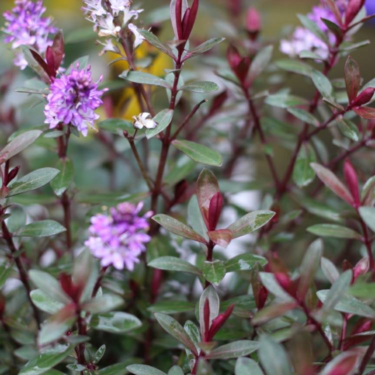Plant image Hebe 'Caledonia'