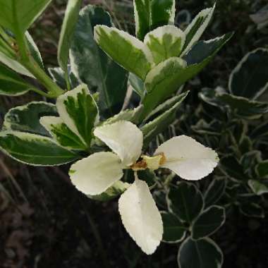 Euonymus Fortunei 'Emerald Gaiety'