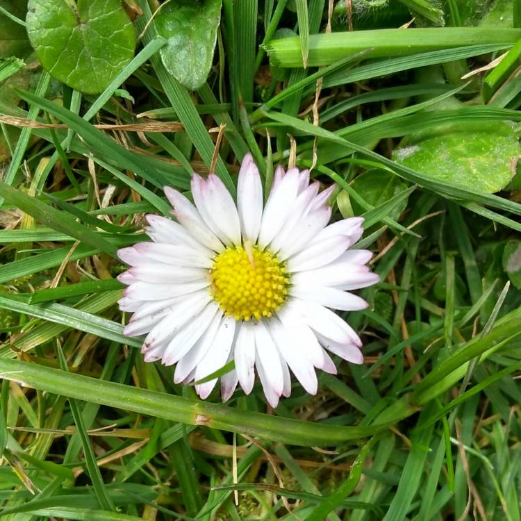 Plant image Bellis perennis