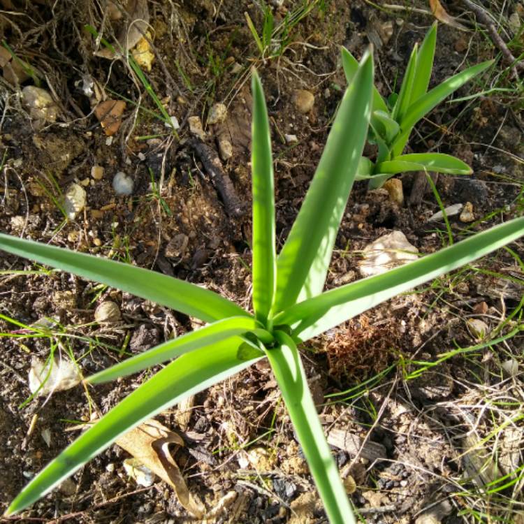 Plant image Allium 'Miami'