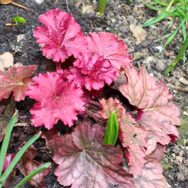 plant image 641539 plant image 641539