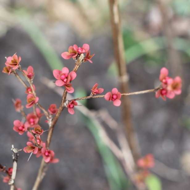 plant image 641554 plant image 641554