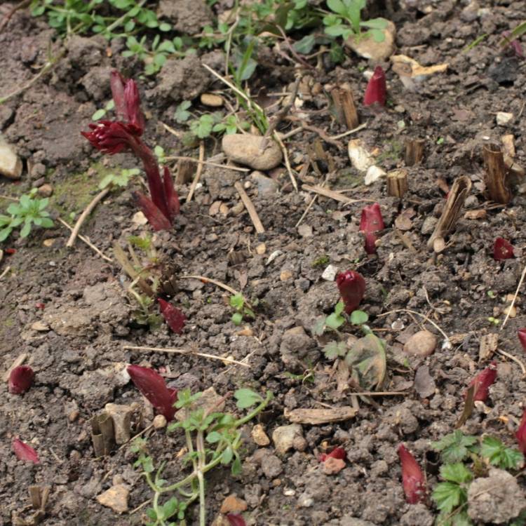 plant image 641556 plant image 641556