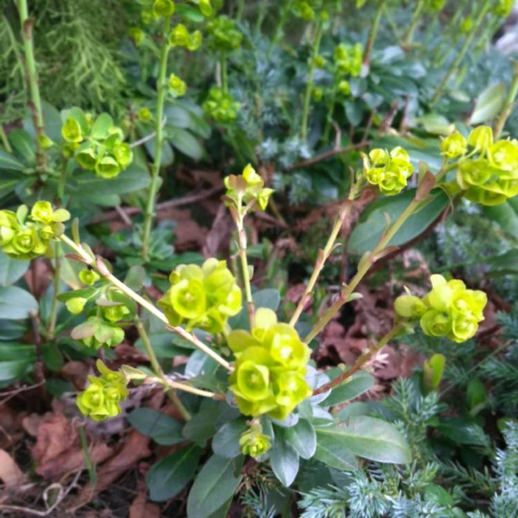 plant image 643627