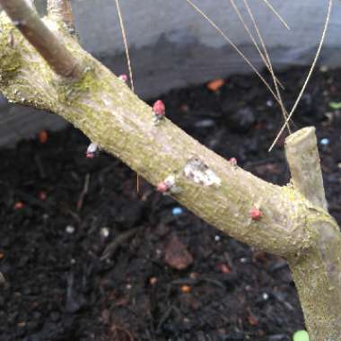 Cotinus coggygria 'Royal Purple'