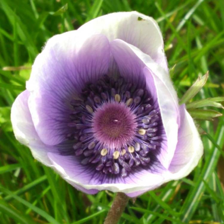 plant image 650479 plant image 650479