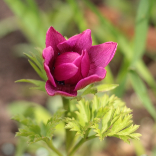plant image 650511 plant image 650511