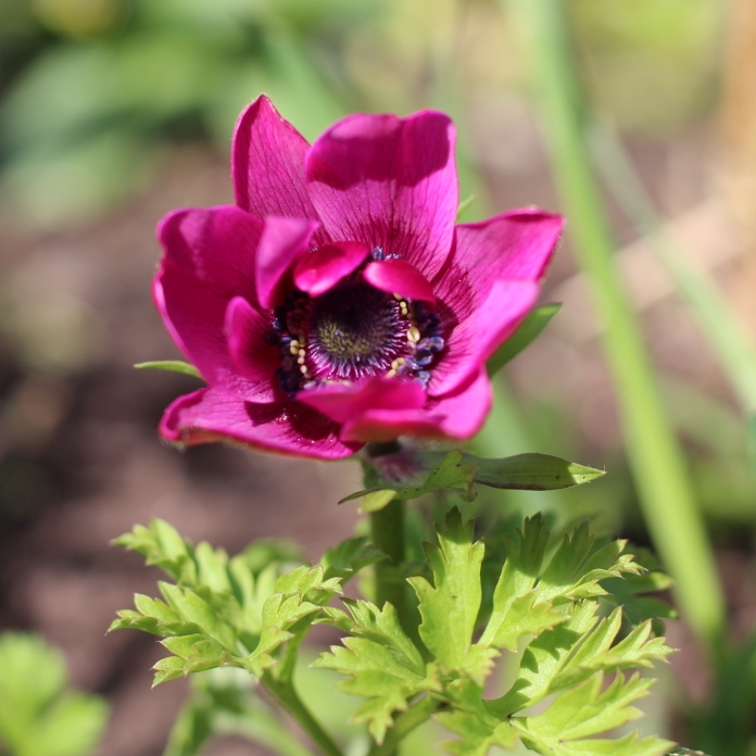 plant image 650582 plant image 650582