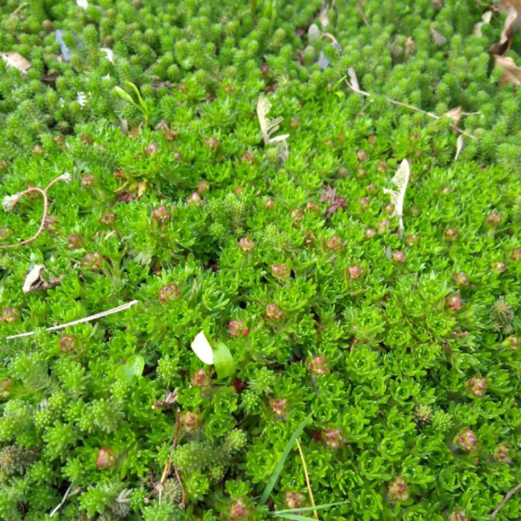 plant image 650742