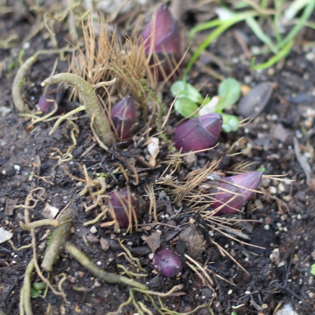 plant image 650754 plant image 650754