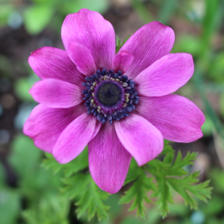 plant image 651748 plant image 651748