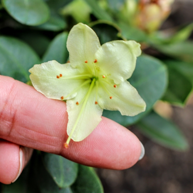 Plant image Rhododendron 'Shamrock'