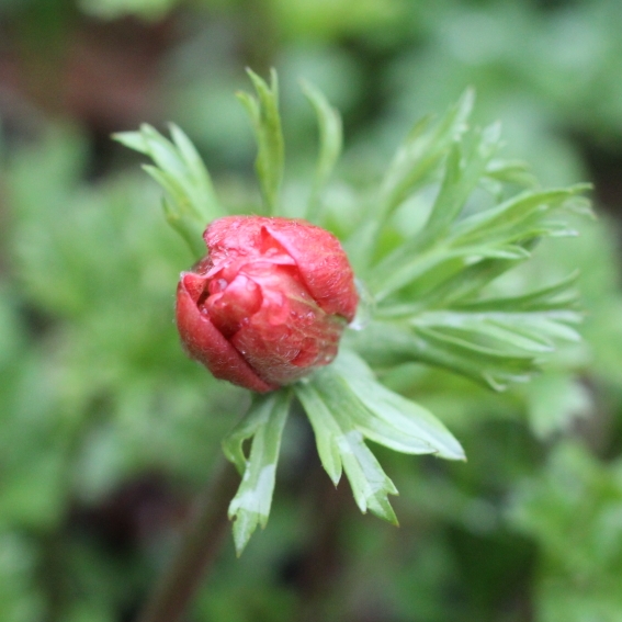 Plant image Anemone coronaria 'Hollandia'