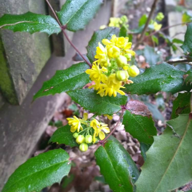 Plant image Mahonia aquifolium