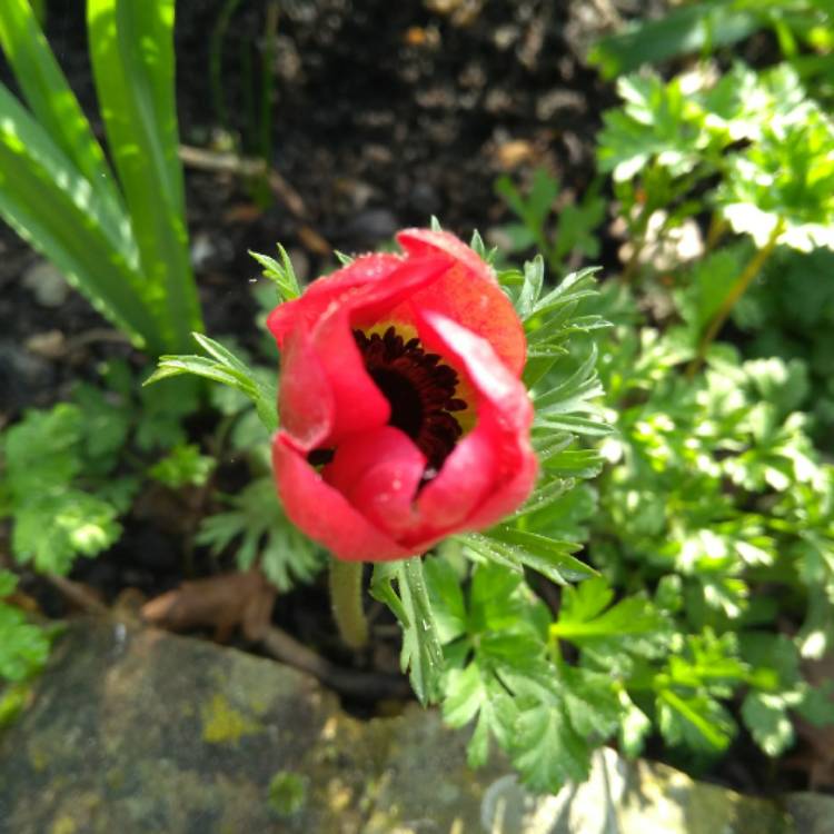 plant image 658361 plant image 658361