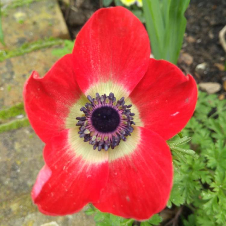 plant image 658500 plant image 658500