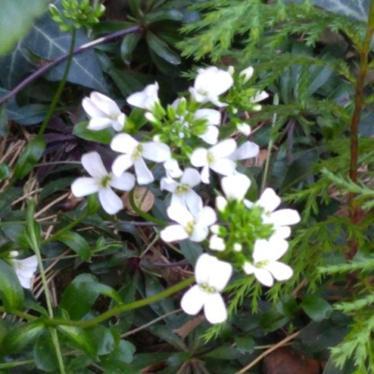 Plant image Arabis caucasica