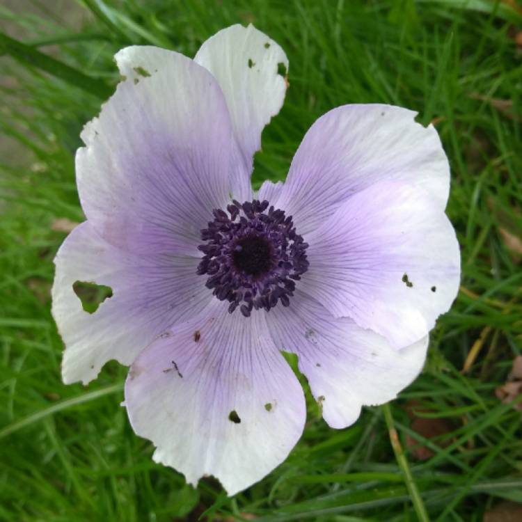 plant image 660474 plant image 660474