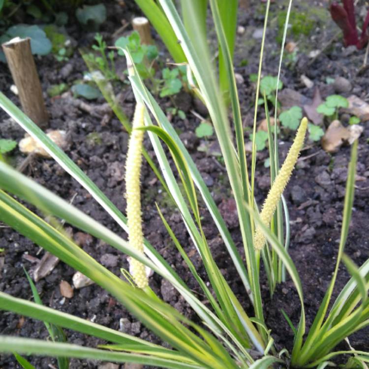 Plant image Acorus gramineus 'Variegatus'