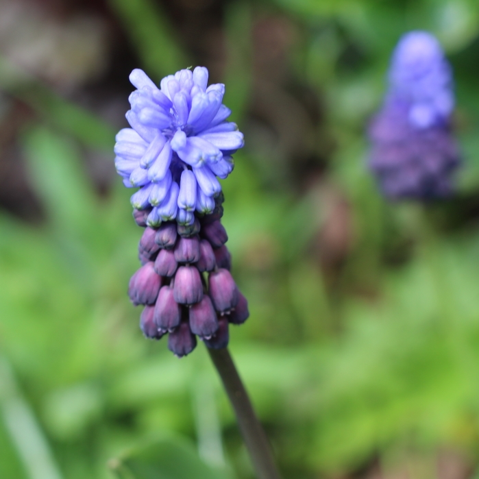 plant image 664431 plant image 664431