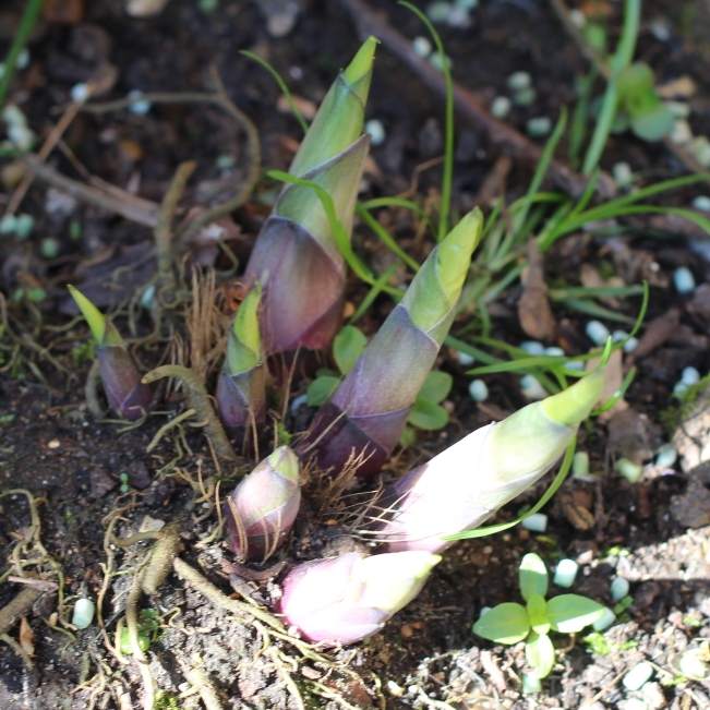 plant image 665130