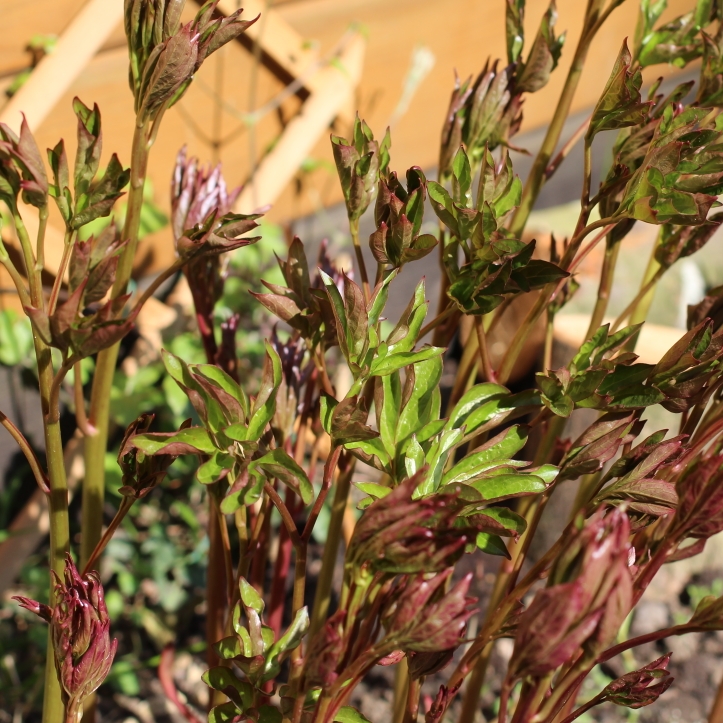 plant image 665133 plant image 665133