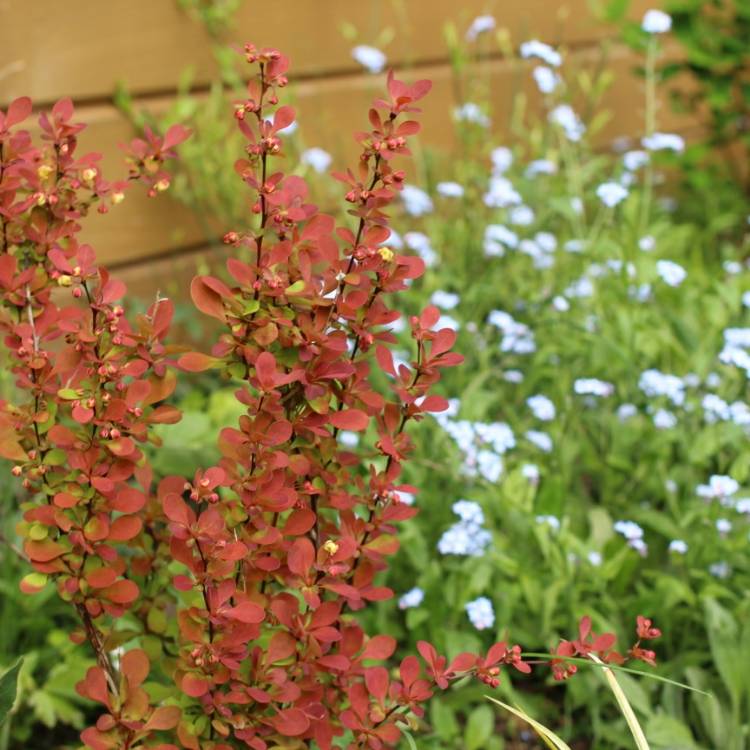 plant image 670885 plant image 670885