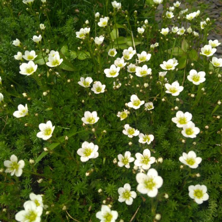 Plant image Saxifraga