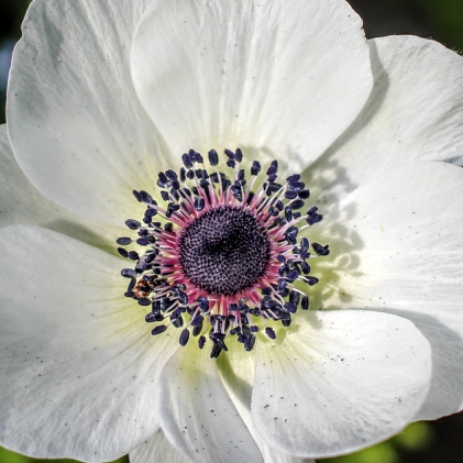plant image 672192 plant image 672192