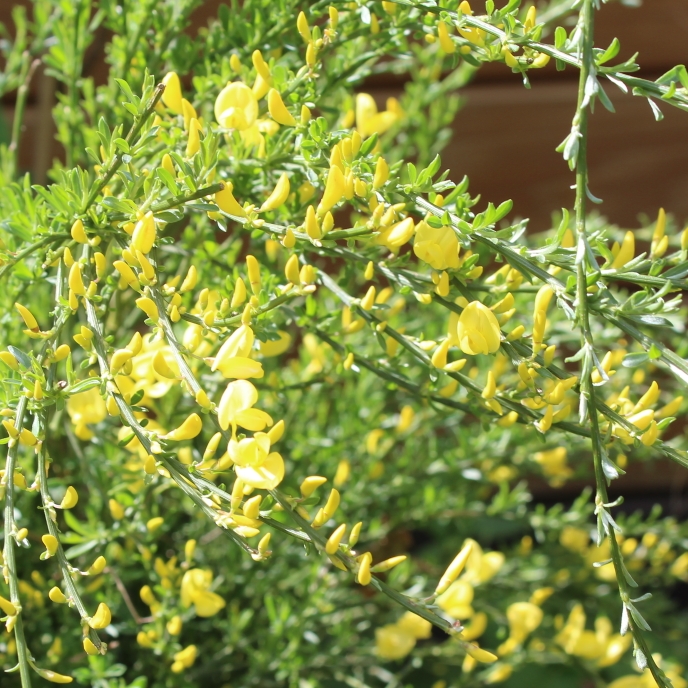 plant image 674422 plant image 674422
