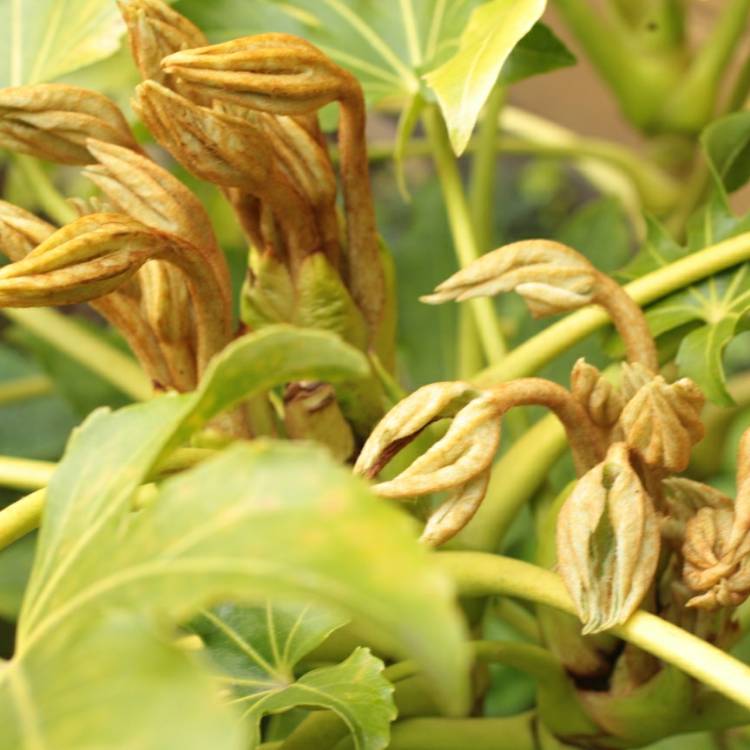 Plant image Fatsia japonica  syn. Aralia japonica