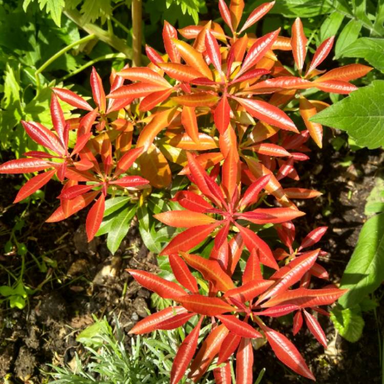 plant image 682428 plant image 682428