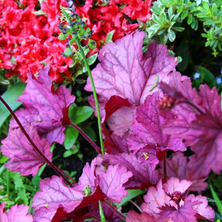 plant image 692646 plant image 692646